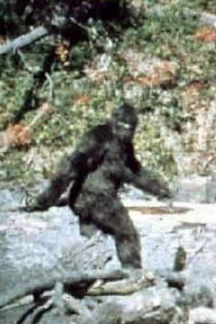 Bigfoot