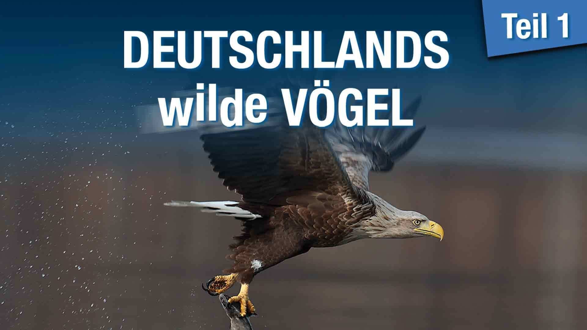 Deutschlands wilde Vögel