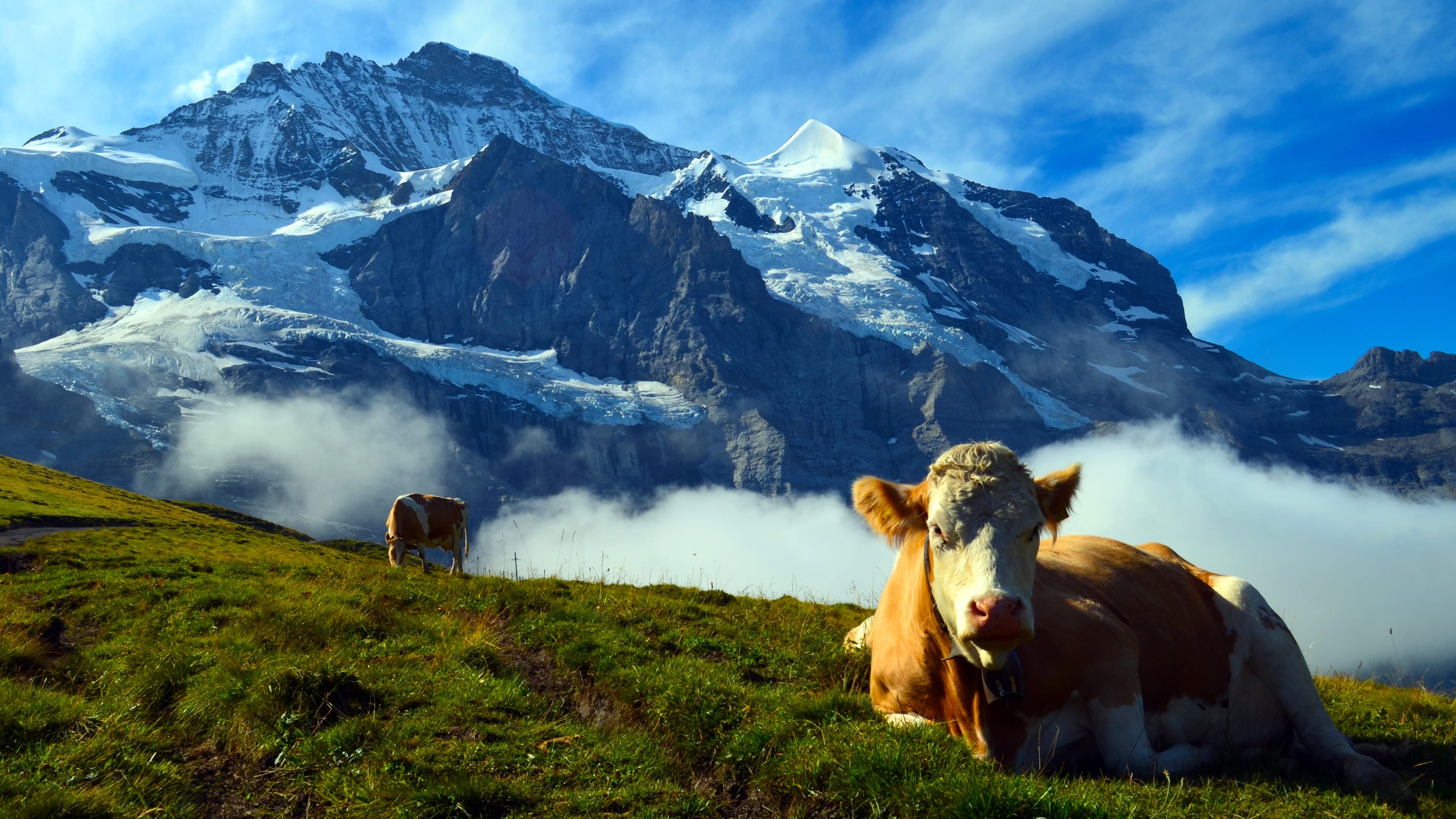 Wild Faces of Switzerland