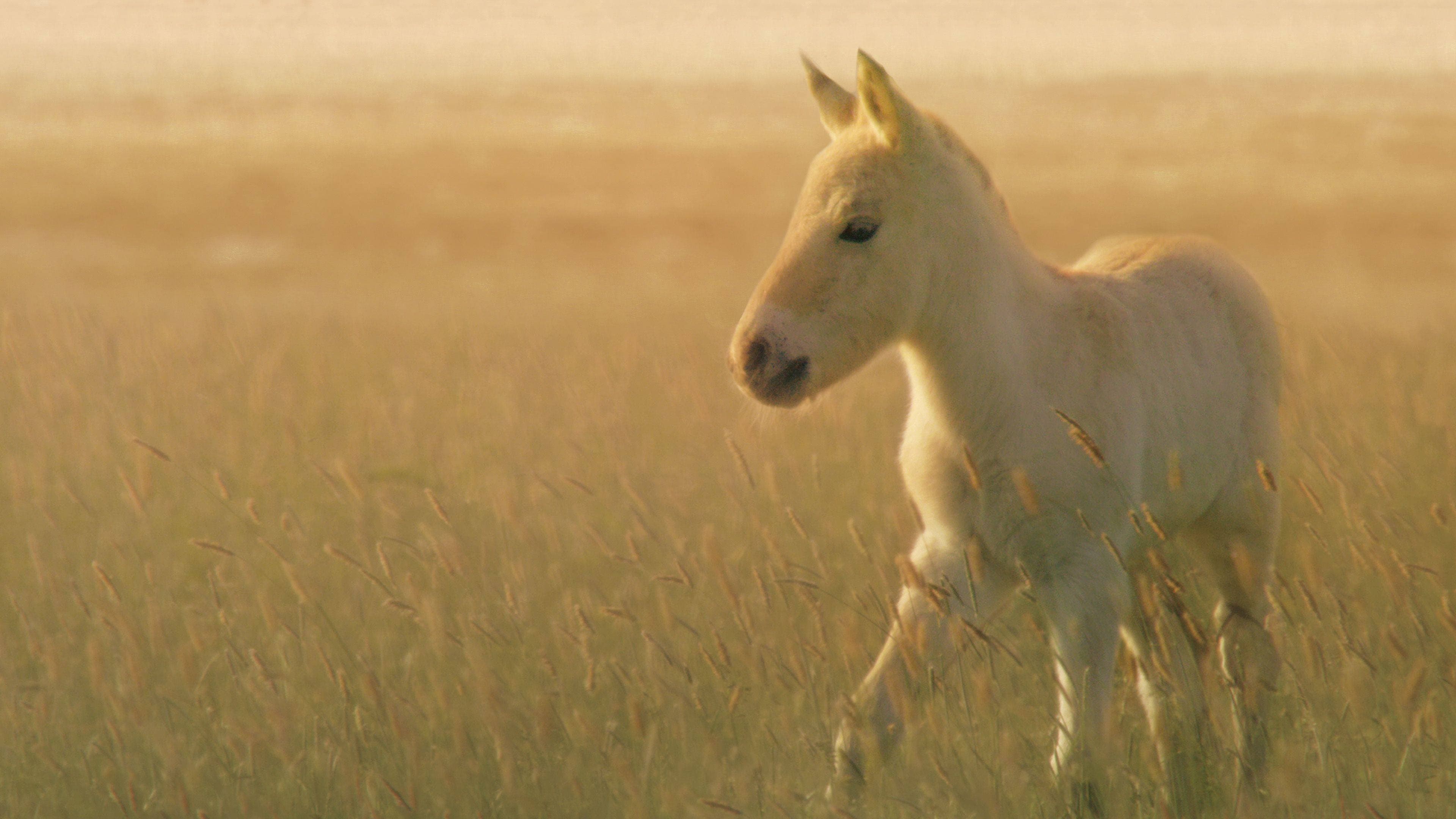 Wild Horses - A Tale From The Puszta