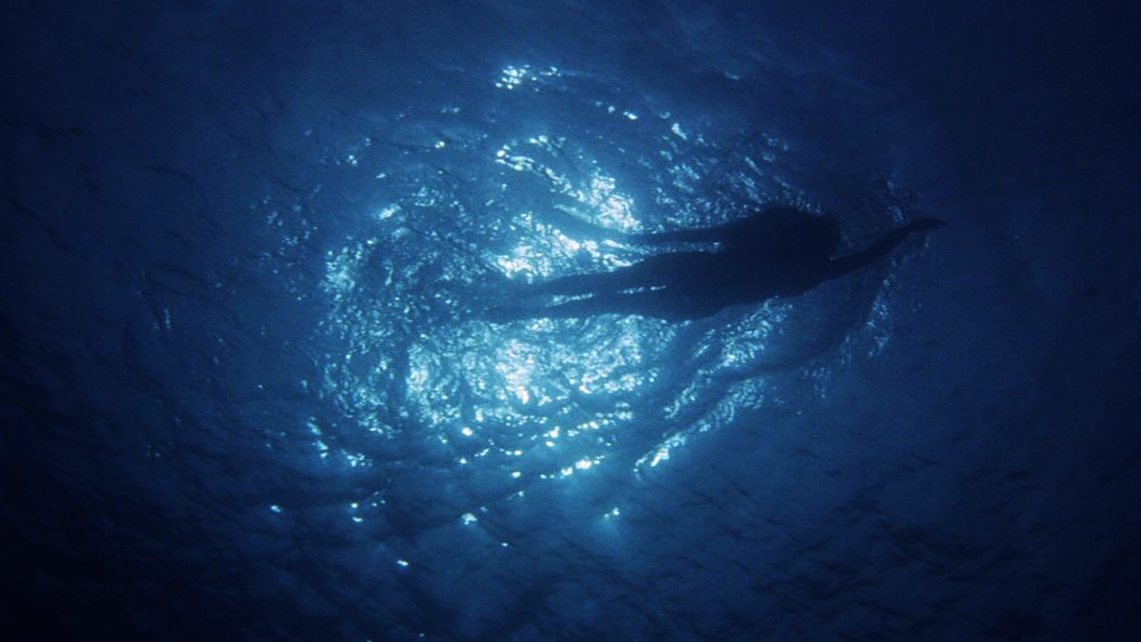 "Les dents de la mer", l'histoire d'un succès monstre