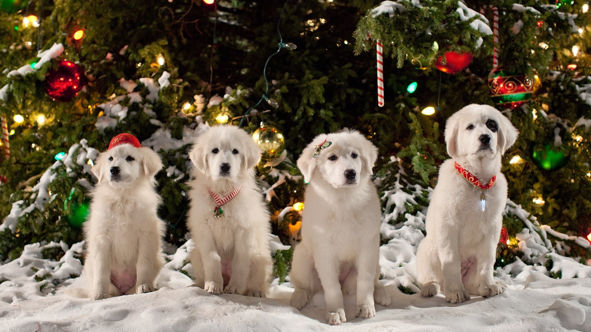 Santa Paws 2: The Santa Pups