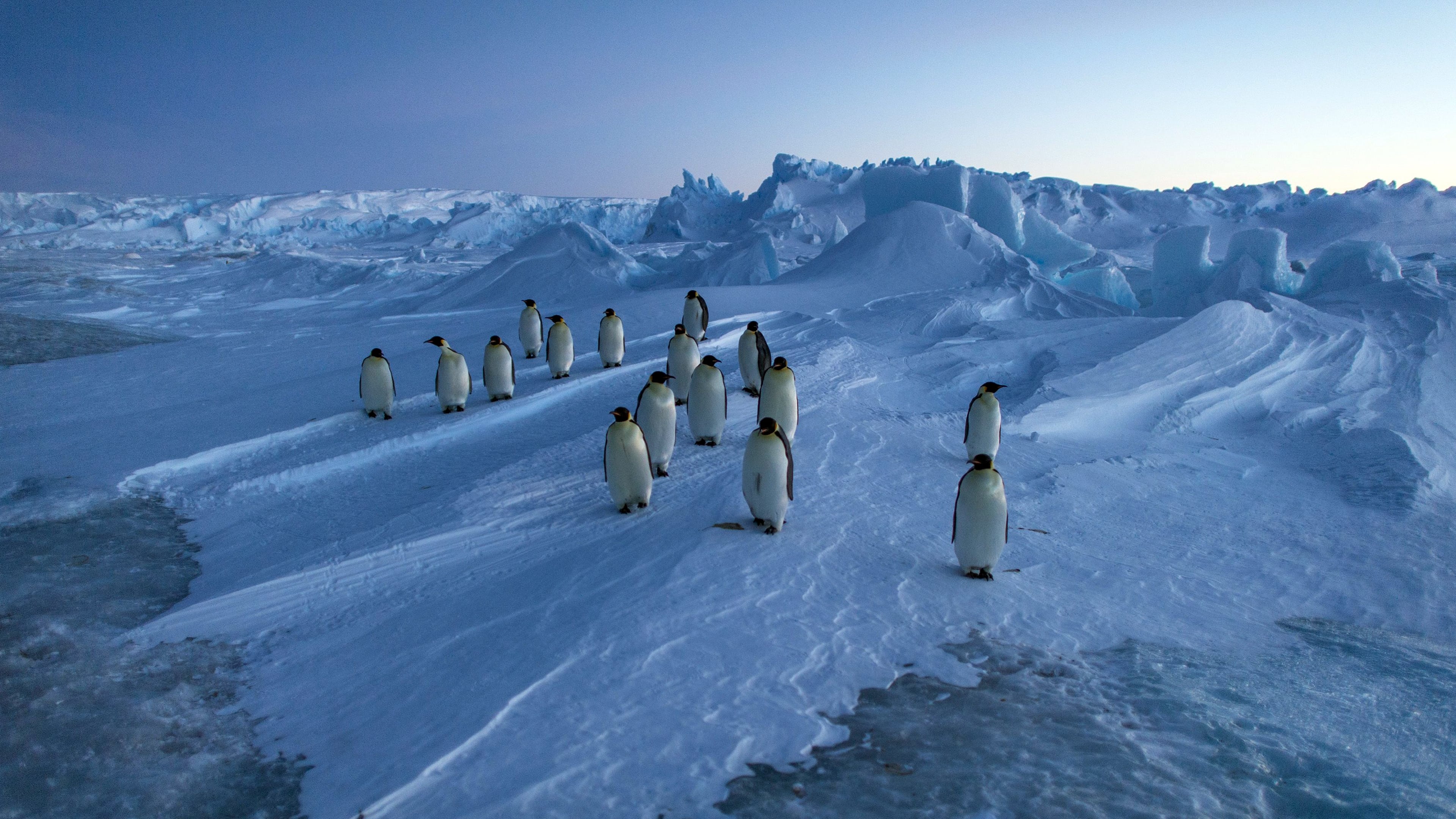 Vincent Munier, éternel émerveillé