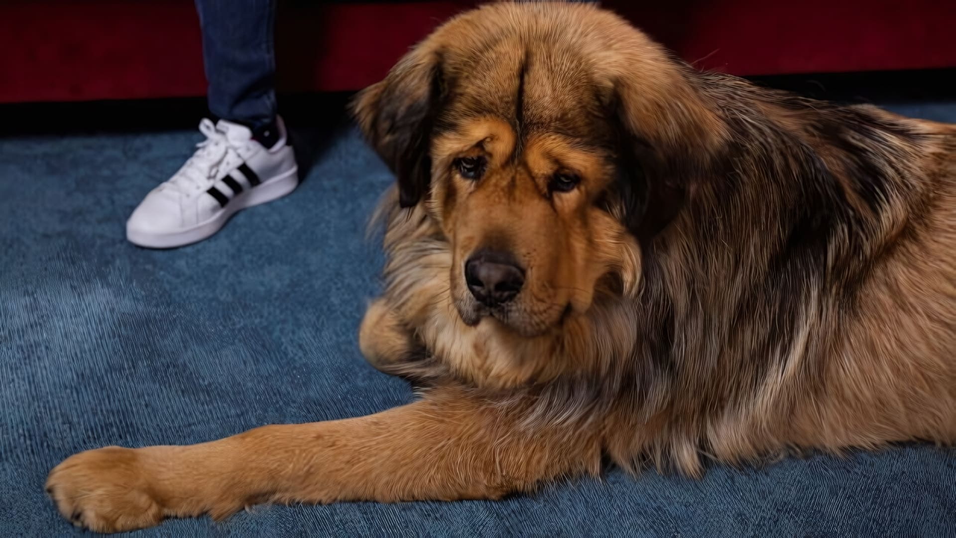 Nom d'un chien ! Le plus beau c'est le mien