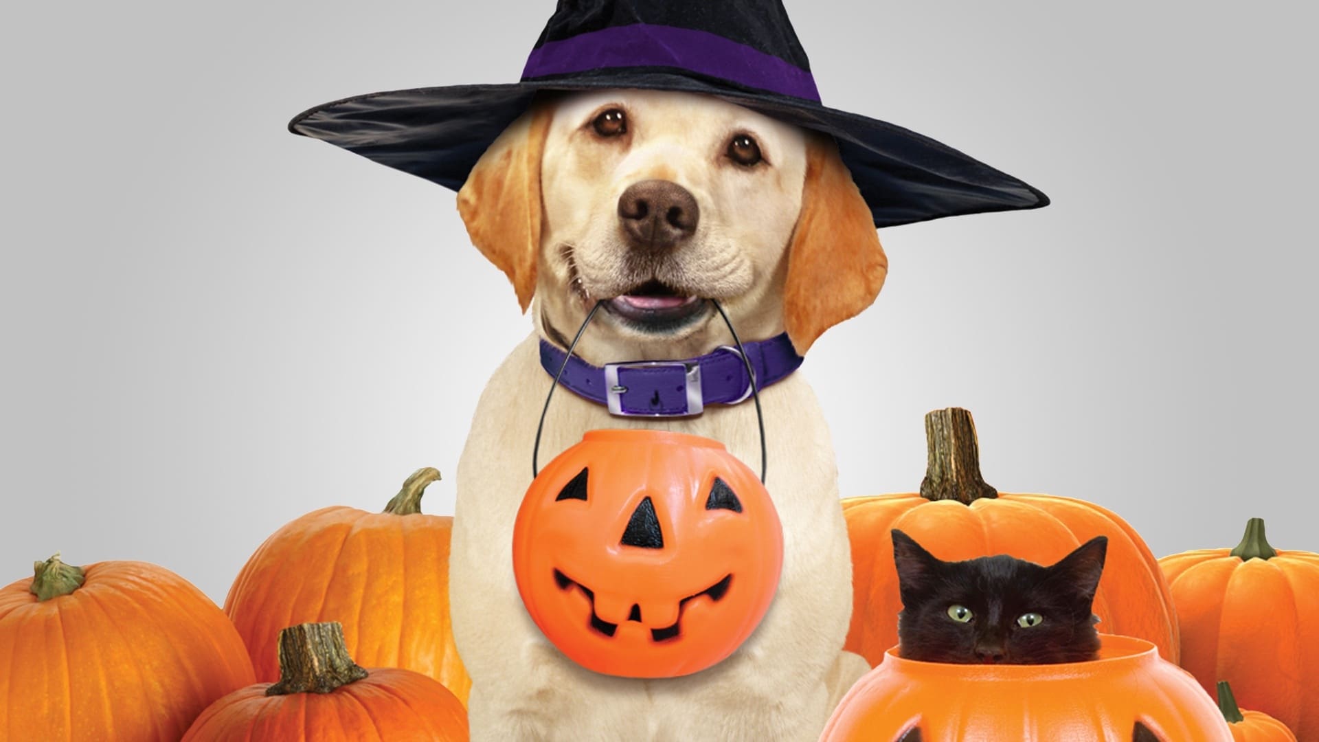 The Dog Who Saved Halloween