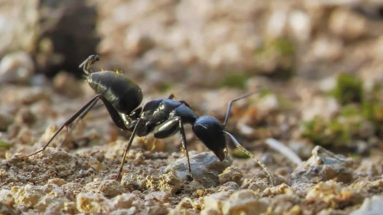 Au royaume des fourmis