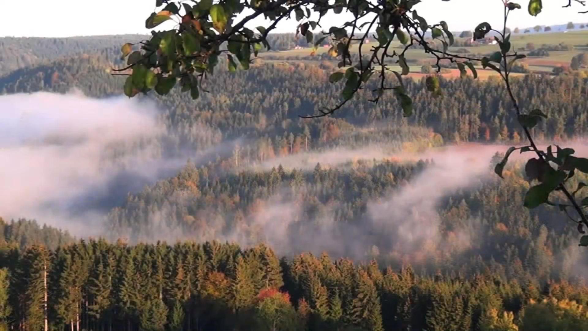 The Black Forest - Mystischer Schwarzwald