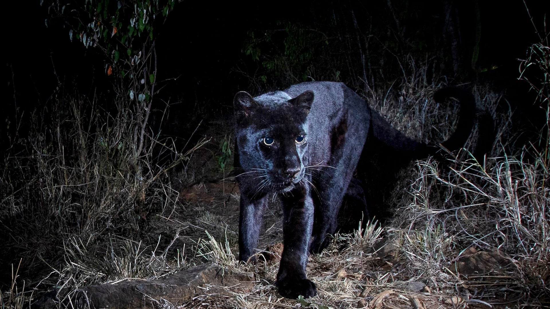 In Search Of A Legend: Black Leopard