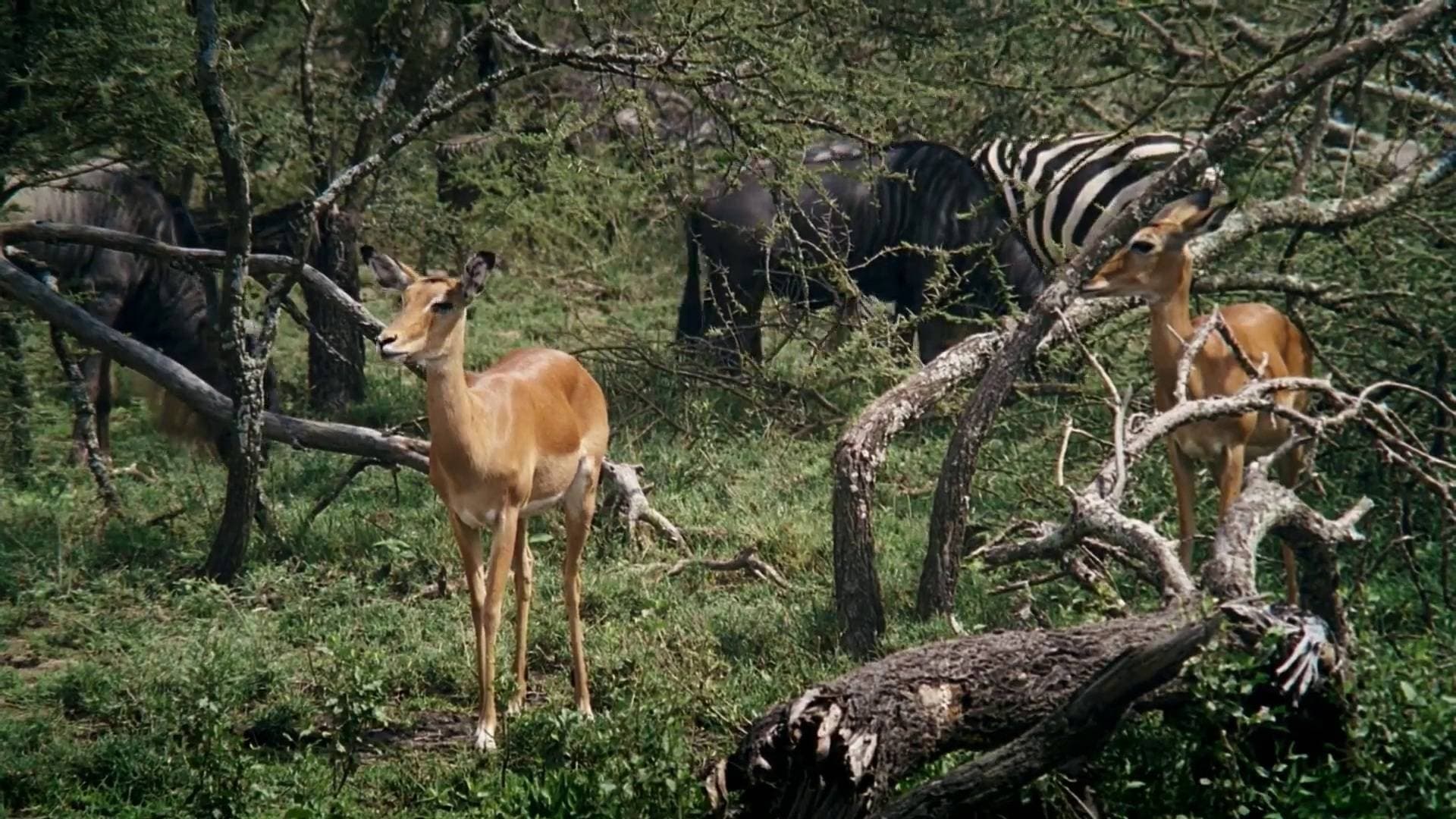 African Bambi