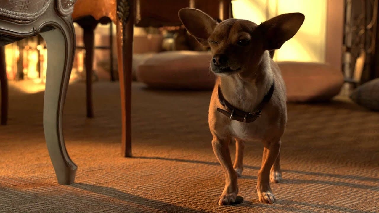 Beverly Hills Chihuahua 3