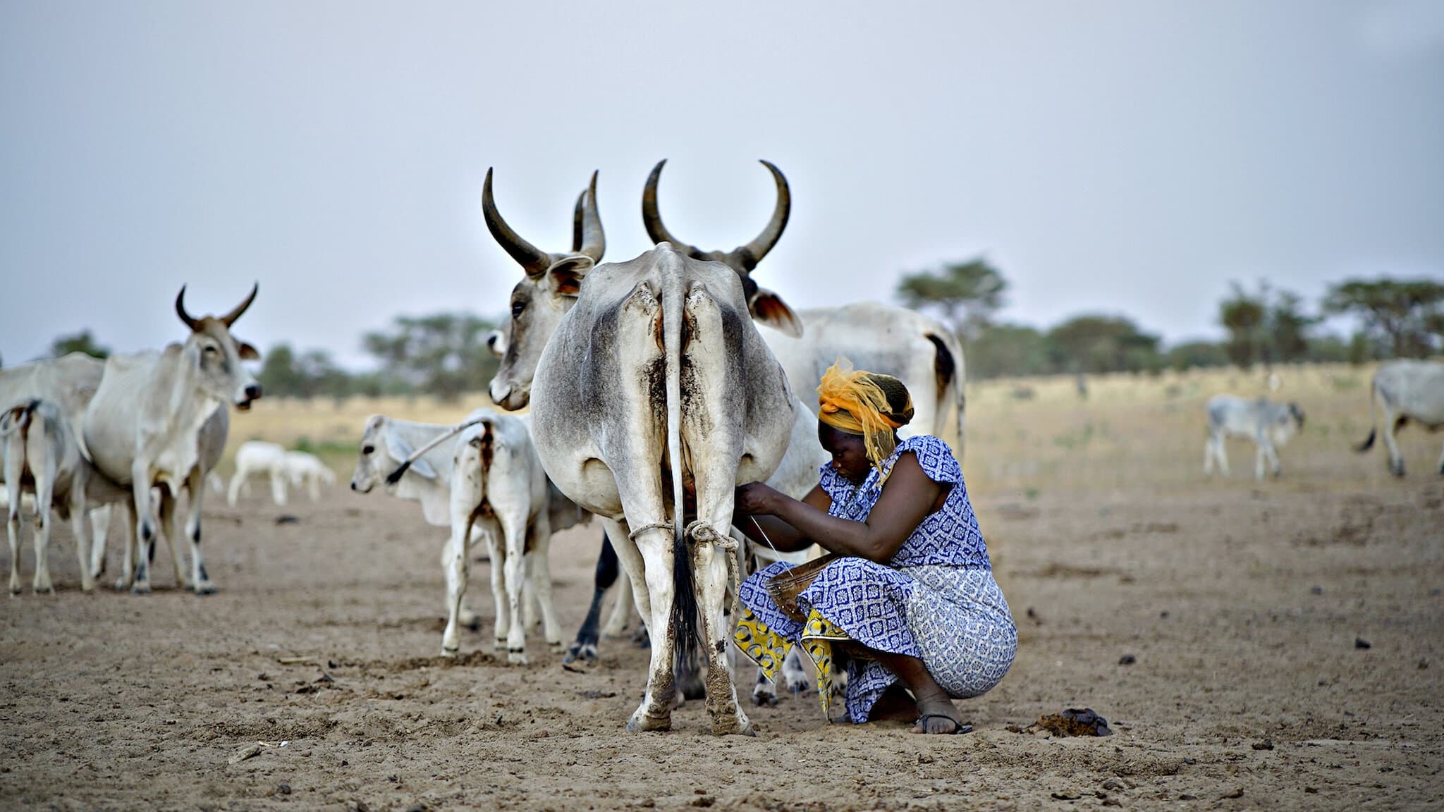 The Milk System