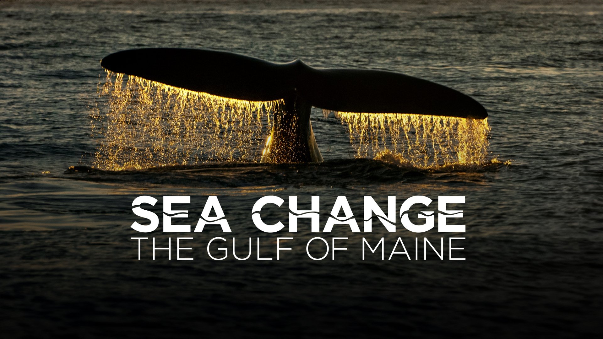 Sea Change: The Gulf of Maine