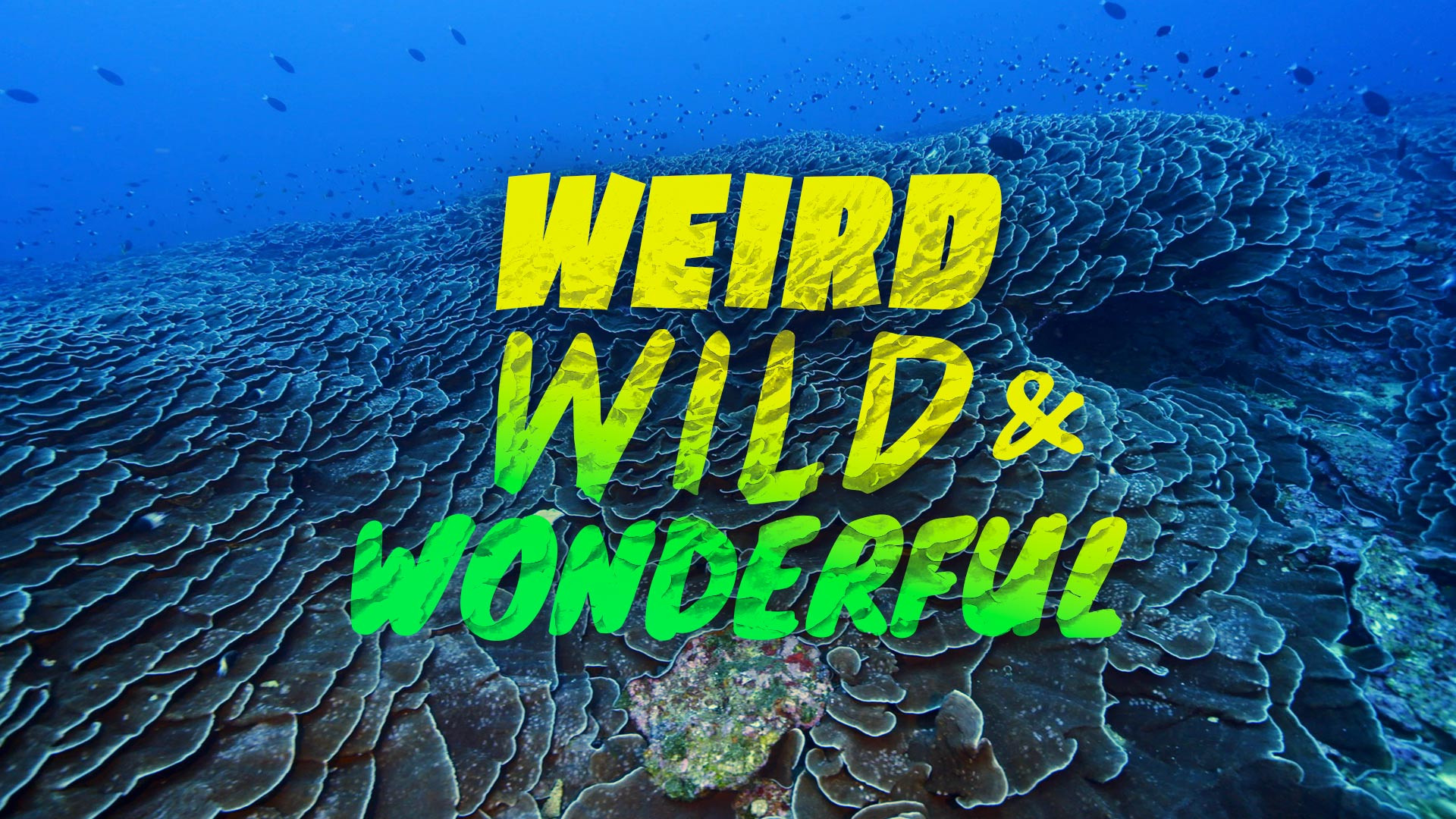 Weird, Wild, and Wonderful