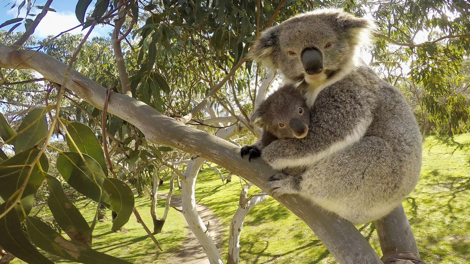 Secret Life of the Koala