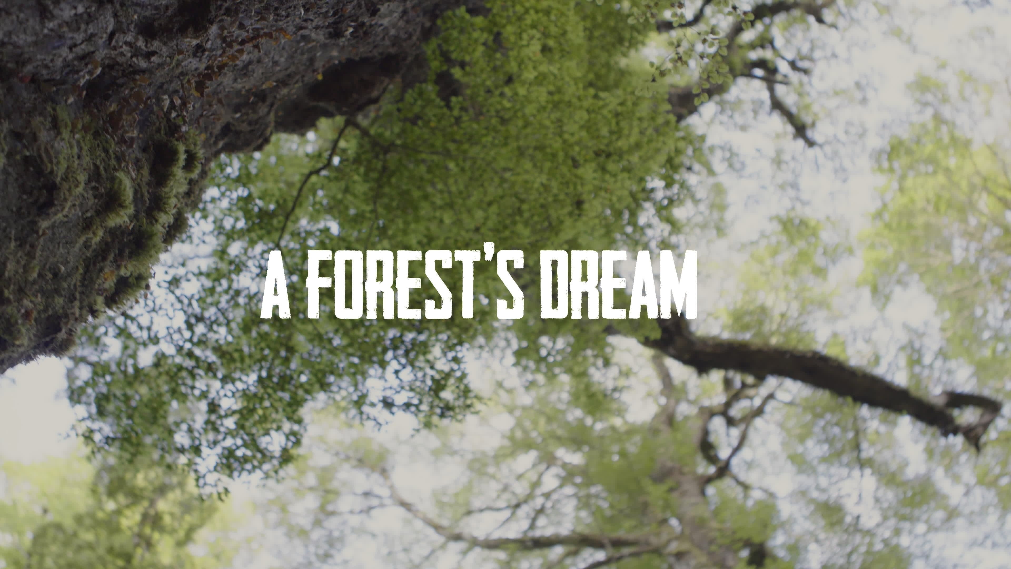 A Forest's Dream