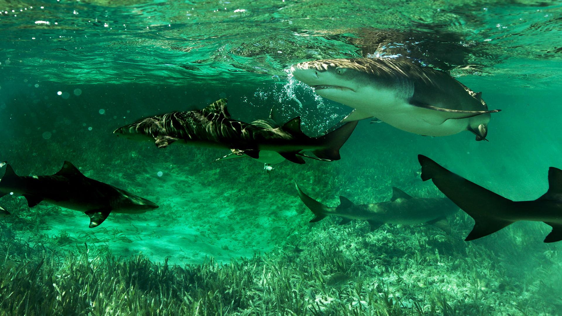 Shark Gangs