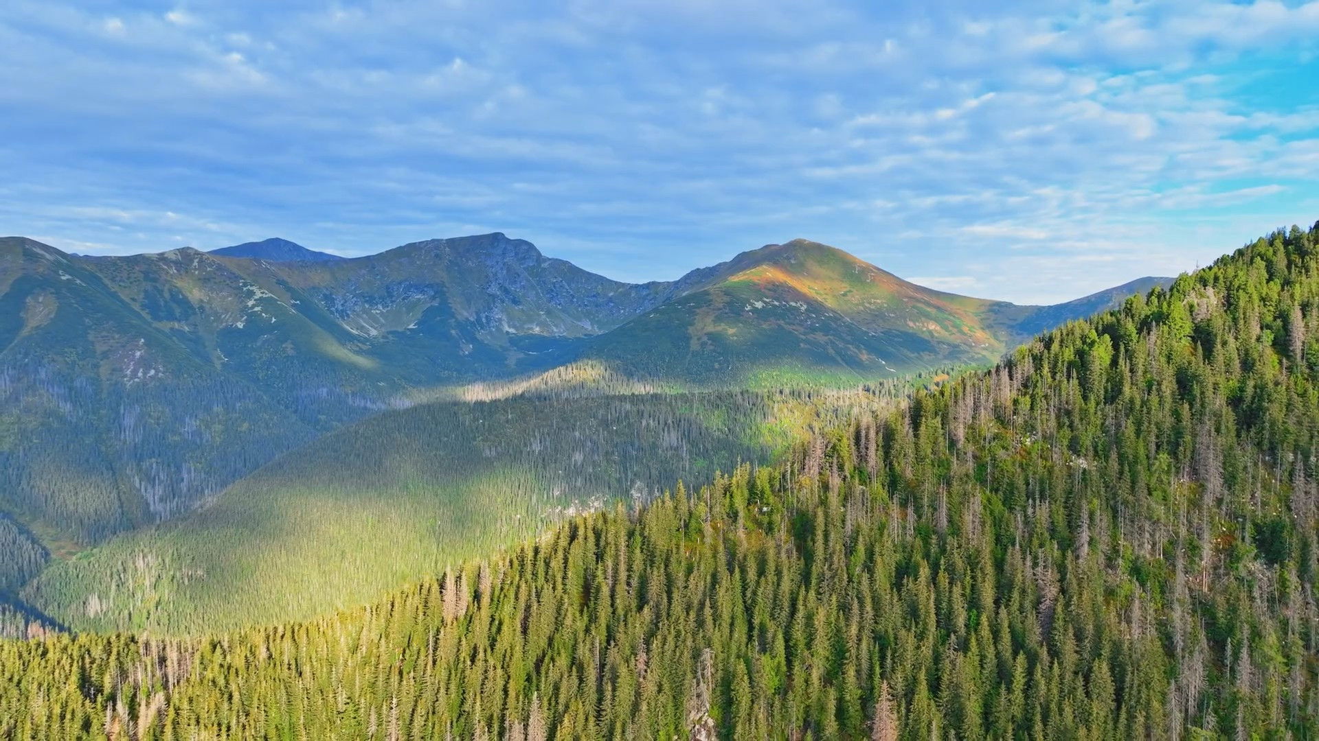 Disappearing World of the Capercaillie