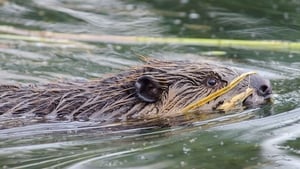 Beavers Behaving Badly