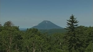 Summer on Mt. Yotei