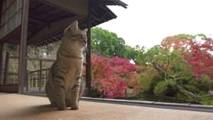 Autumn Colors in Kyoto