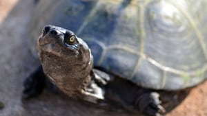 The Reptiles: Turtles and Tortoises