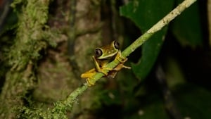 Fabulous Frogs