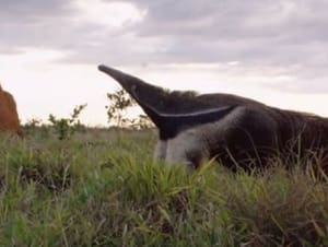 Brazil's Cerrado