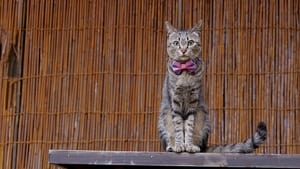 Kochi: Kitties & Dried Bonito in Tosashimizu