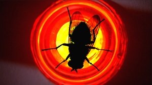Fly