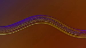 Nematodes: The Worm That Sculpted The World