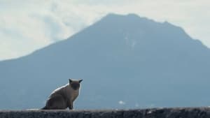 Kagoshima: A Turtle, Tea Fields, and Cats