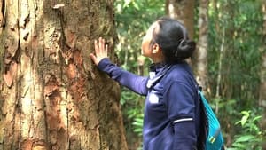 Sustainable Forest Living in Laos