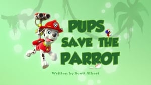 Pups Save the Parrot