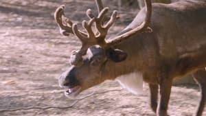 Reindeer Pedicure