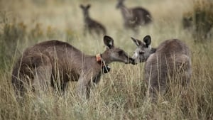 Kangaroo Mob