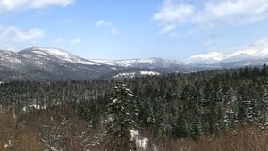 Woodlands of Furano