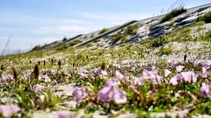 Shinhama, Sendai: A Green Sea Wall for the Future