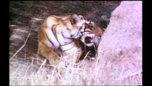 Tigers of Ranthambhor