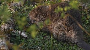 River Otter Return
