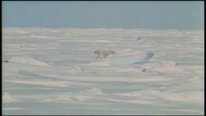 On the Arctic Ice Pack