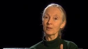 Alone on the mountain: Jane Goodall