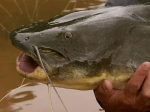 Killer Catfish