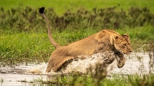 Okavango: River of Dreams: Paradise