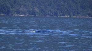 A Colossal Lake Creature in Chile and More