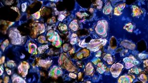 The Chaotic Life of Seashore Ciliates