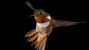 Hummingbirds: Magic in the Air