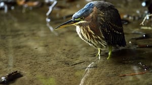 Heligan: Secrets of the Lost Garden