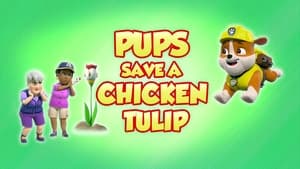 Pups Save a Chicken Tulip