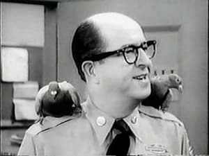 Bilko's Pigeons