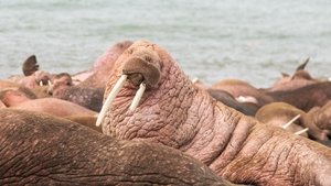 Walrus: Life on Thin Ice